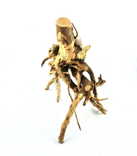 Fingerwurzel bis 30cm - bis,